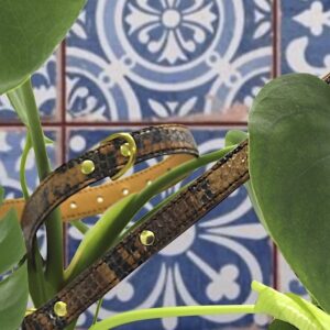 Limitiertes Braunes Schlangenset